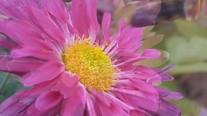 Звук пчелы. Пчела в работе. Жужжание пчелы