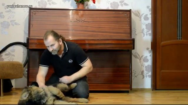 [Урок 3] Три распространенные ОШИБКИ при воспитании щенка