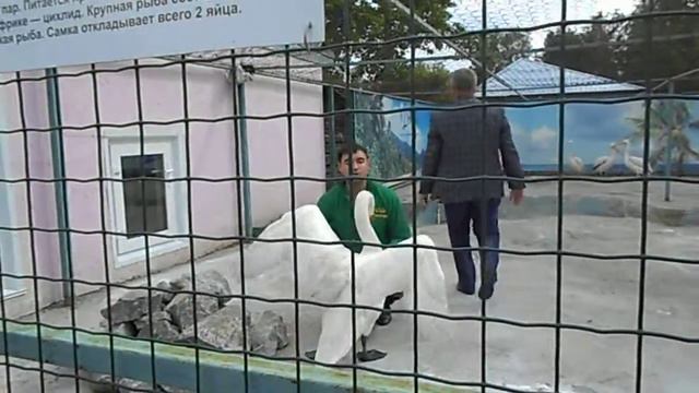 033 зоопарк города Барнаула. смотреть онлайн