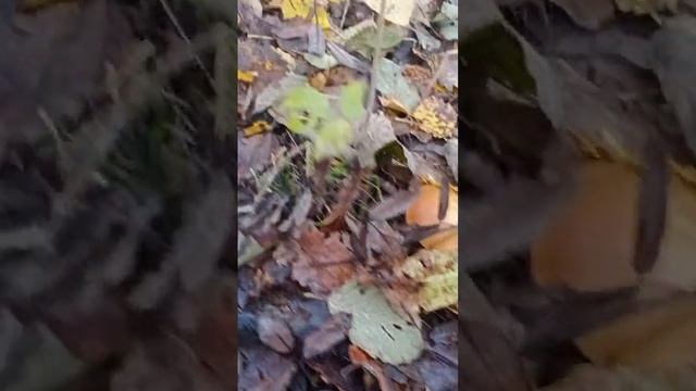 Летний опенок!Ароматный,вкусный гриб! смотреть онлайн