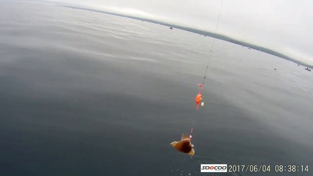 Камбала Владивосток 2017 !!! смотреть онлайн