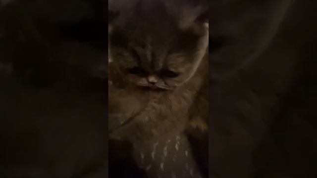 Шотландская вислоухая кошка любит играться. смотреть онлайн