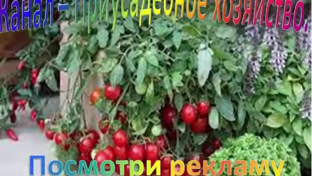 Обзор   Томаты для консервирования.  Помидоры на зиму.  Приусадебное хозяйство.