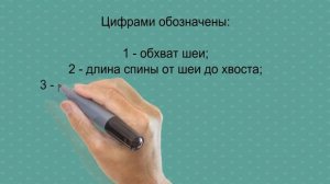 Одежда для собак! Вязаная попона для собак! Одежда для собак своими руками!