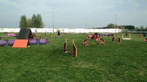 Аджилити Йоркширский терьер / A2 / соревнования / Agility Yorkshire terrier