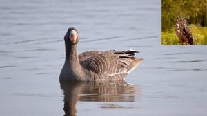 Белолобый гусь   Anser albifrons