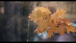 ПРОСТО ПОСЛУШАЙ 5 МИНУТ УСПОКАЮЩИЙ ЗВУК ДОЖДЯ ДЛЯ СНА В ЗЕЛЕНОМ ЛЕСОПАРКЕ И ТЫ УСНЕШЬ..