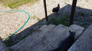 Амурский тигр охотится на тетерева