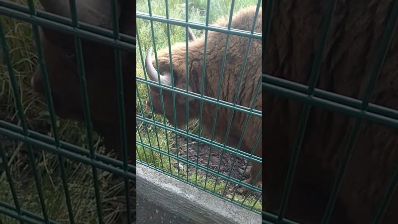 Зубр в Беловежской пуще