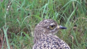 Spotted Thick-knee (Spotted Dikkop) - Hippo sounds in background