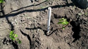 ? ТЕПЛАЯ посадка саженца винограда. Теплые грядки на винограднике. Боремся с виноградным клещом.