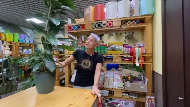 Фикус американский Гуиан. Неприхотливый крупномер смотреть онлайн