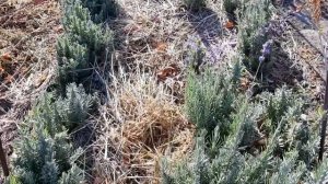 Подготовка участка для посадки лаванды.