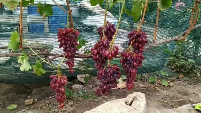 Виноград Маникюр Фингер на винограднике Лисовенко смотреть онлайн