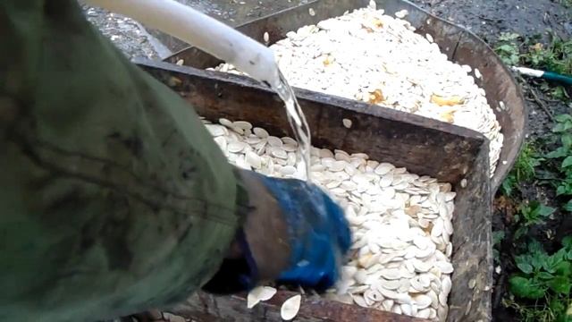 Очищення гарбузового насіння
