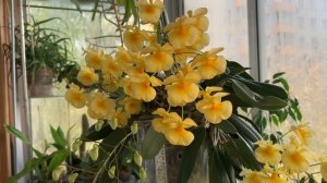 Dendrobium lindleyi. Содержание и уход.