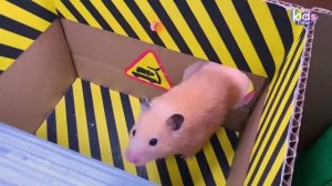 Лабиринт МАРИО! Полоса препятствий для хомячка с ловушками!