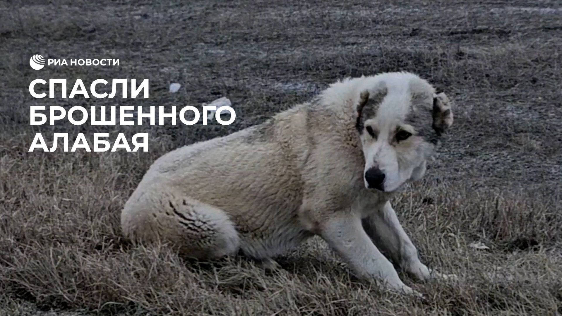 Спасение брошенной. Спасение брошенной