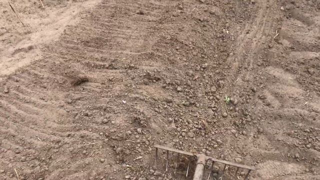 Батат | выращивание ПРОСТО смотреть онлайн