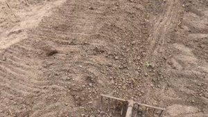 Батат | выращивание ПРОСТО