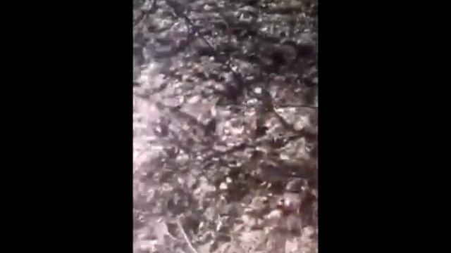 эпизод 2. Первая прогулка с козами смотреть онлайн