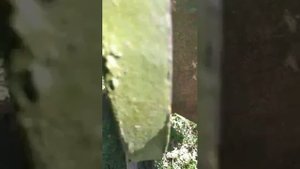 Конный плуг к мотоблоку, установка и регулировка