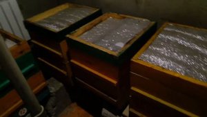 Ранний вывод маток для средней полосы и Сибири, пчелаводство.
