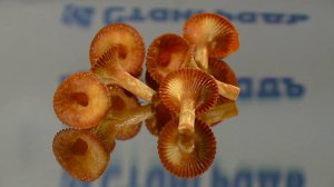 Автоматизированная машина для выпечки изделия типа хворост"Гриб Лисичка" АВЛ-2