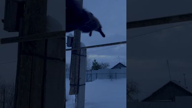 Королевский кот Чернуха ? Чертовски привлекателен ? О Боже какой Мужчина?❤? #черныйкот