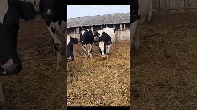 Продажа племенных нетелей черно пестрой породы оптом