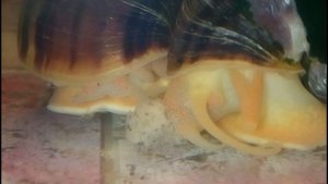 Улитки ампулярии в аквариуме польза