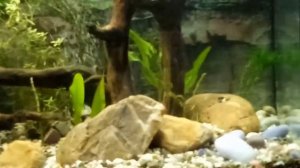 Аквариум фон синий или чёрный цвет синий