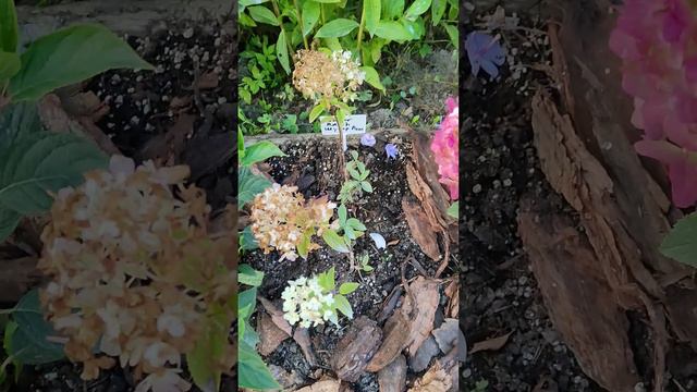 Литтл Пешн/Little Passion и Петит Стар/Petite Star метельчатые гортензии год посадки 2023 смотреть онлайн