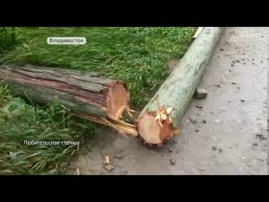 Идеальный шторм. Во Владивостоке ветер ломает столбы и деревья