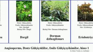 Angiosperms, Dəstə Gülçiçəklilər, fəsilə Gülçiçəyikimilər, hissə 1 gavalı yemişan adi dovşanalması