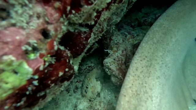 Акула спит. Заглянем в квартирку. Adaaran Select Meedhupparu, Мальдивы