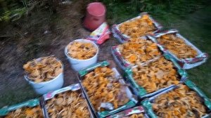 Сбор лисичек в лесу. Одна поляна.