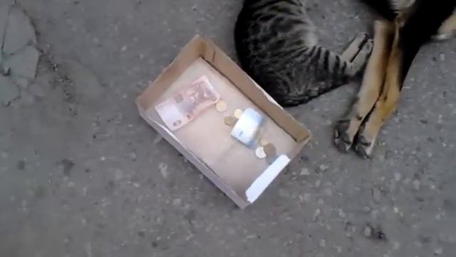 Кошка сасёт сиську у собаки смотреть онлайн