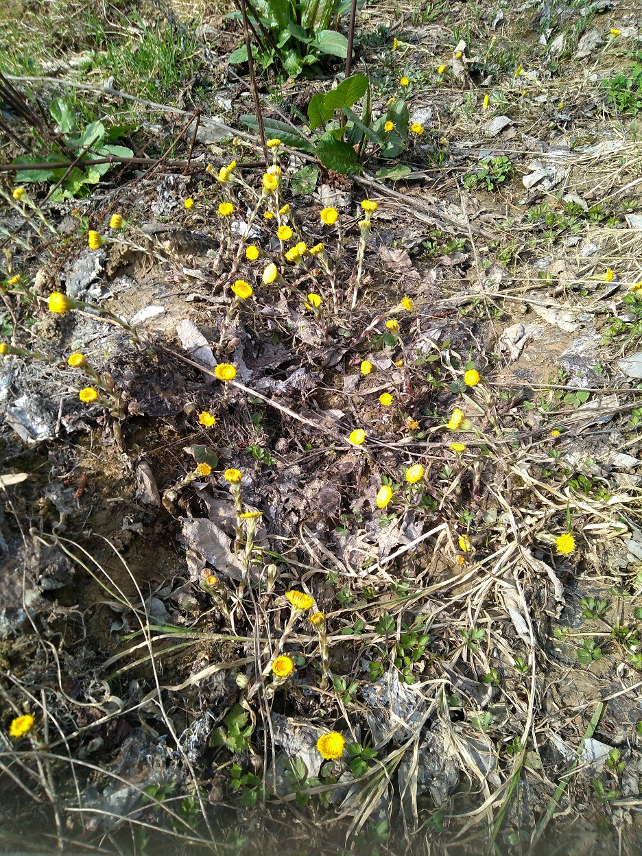 Пение птиц в апреле. смотреть онлайн