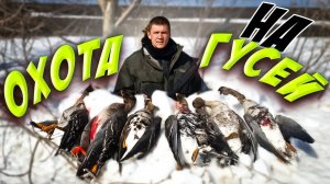 охота на гуся !!!