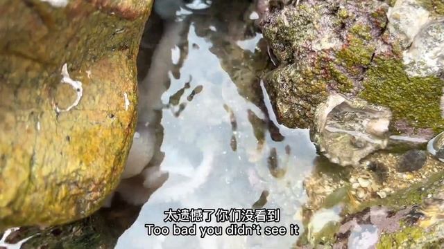 牛牛趕海碰到一條大魚，太兇猛了，費了好大勁才抓到【牛牛趕海海鮮】