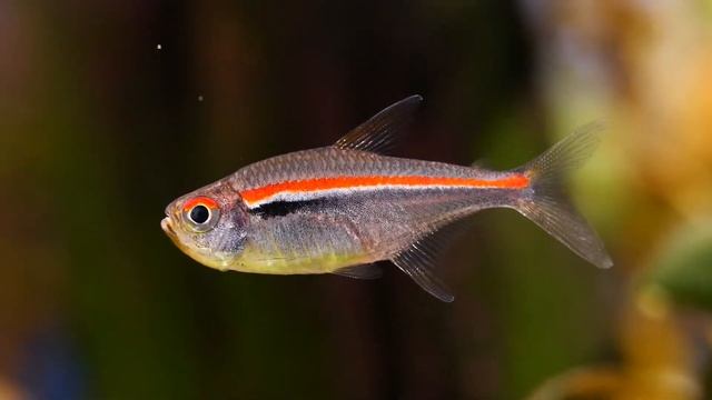 Hyphessobrycon amapaensis Amapá Tetra смотреть онлайн