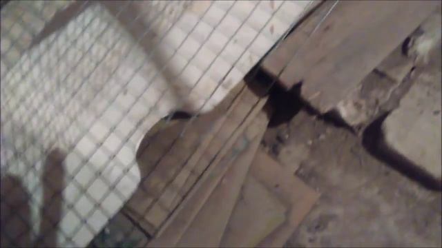 На даче - КАК ЗАЩИТИТЬ КАРТОФЕЛЬ ОТ МЫШЕЙ И КРЫС / Борьба с мышами / Мыши / Дача / Дачник в плюс смотреть онлайн