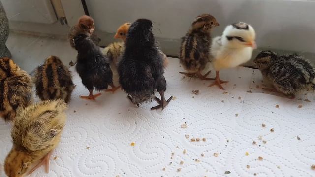 Wachtelküken (4Tag) Serama(2Tag)Grünleger (1Tag) смотреть онлайн