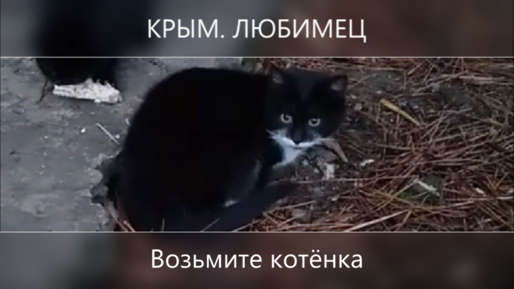 Возьмите котёнка