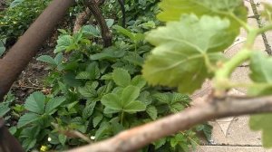 Почему нет завязи на винограде?,что случилось?.
