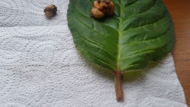 Глоксиния. Клубень или детка? смотреть онлайн