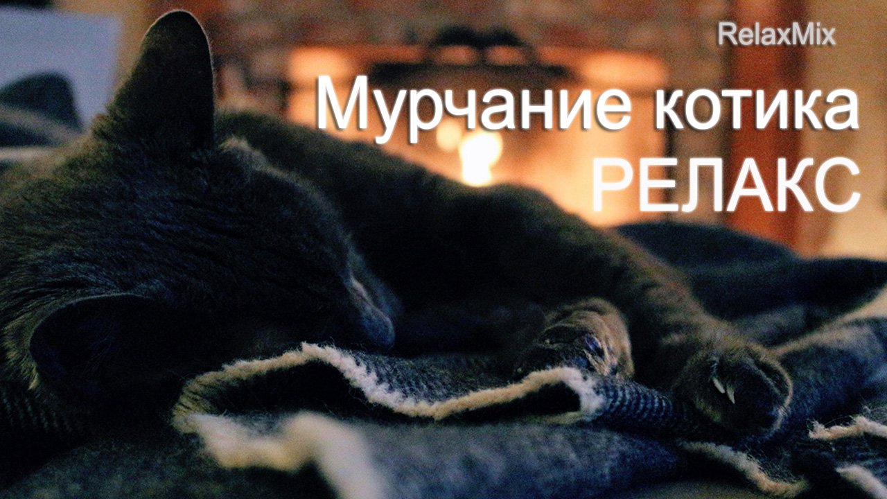 Лечебное мурлыканье кошки. Умиротворение за 5 минут.
