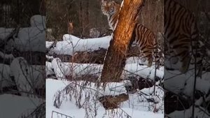«Боимся выходить»: в Приморье нашествие амурских тигров
Амурские тигры выходят в населенные пункты