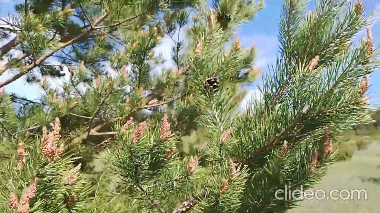 Карстовые воронки. смотреть онлайн